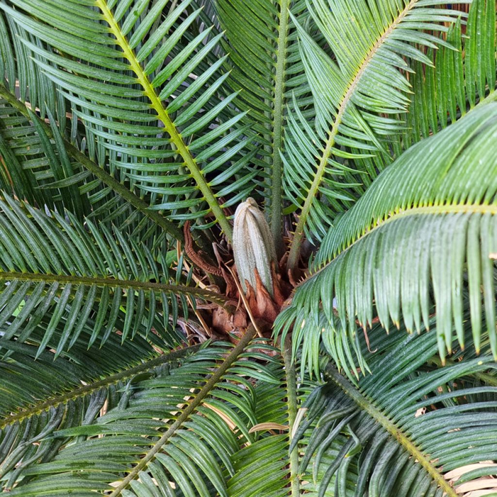 Macrozamia moorei - Cycas de Moore