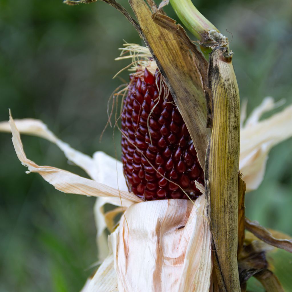 Maïs Pop-corn Tom Pouce Bio - Ferme de Sainte Marthe