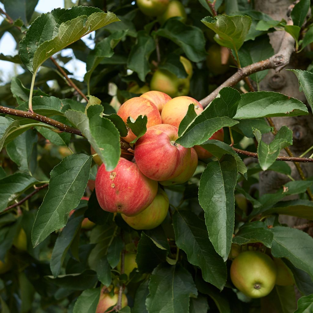 Pommier Cynamonówka Prążkowana