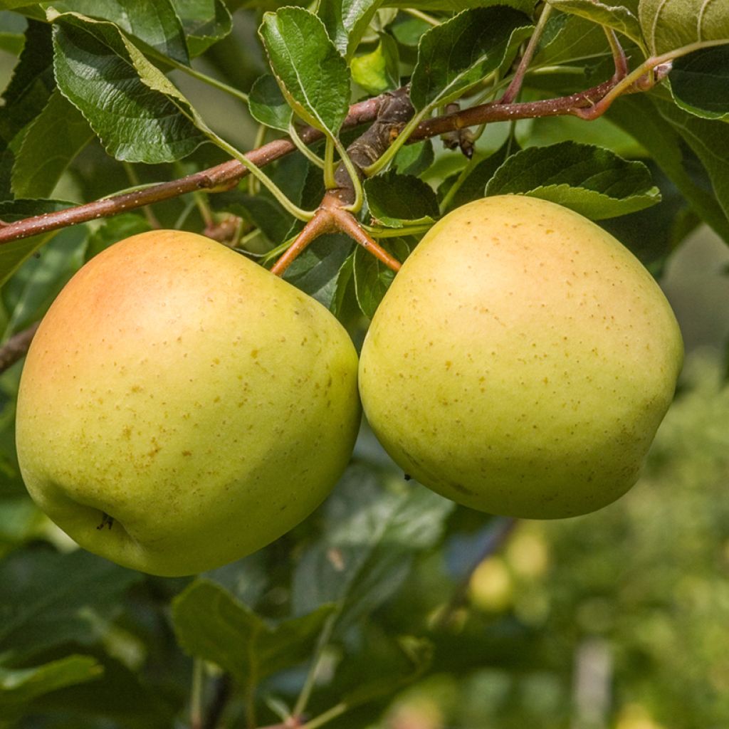 Pommier Golden Noble