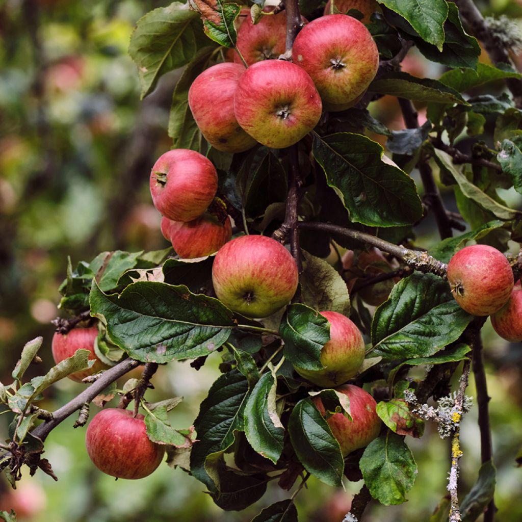 Pommier Rarytas Śląski