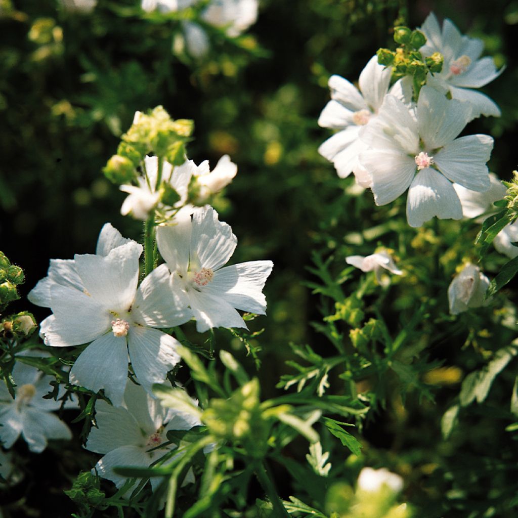 Graines de Malva moschata Snow White  - Mauve musquée blanche
