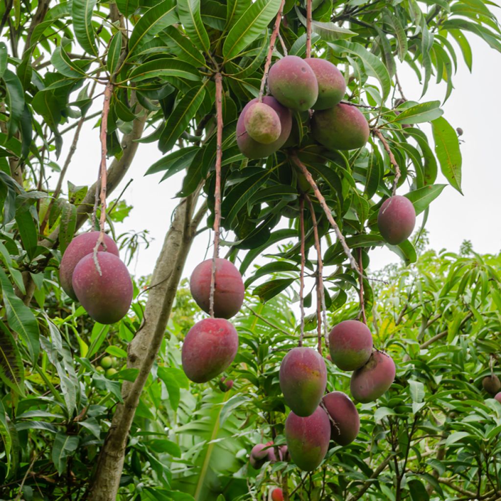 Manguier Irwin - Mangifera indica