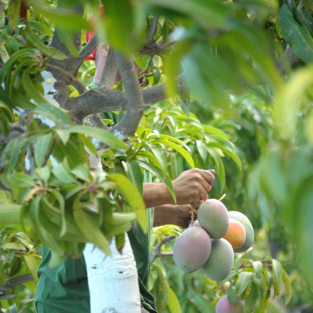 Manguier Keitt - Mangifera indica