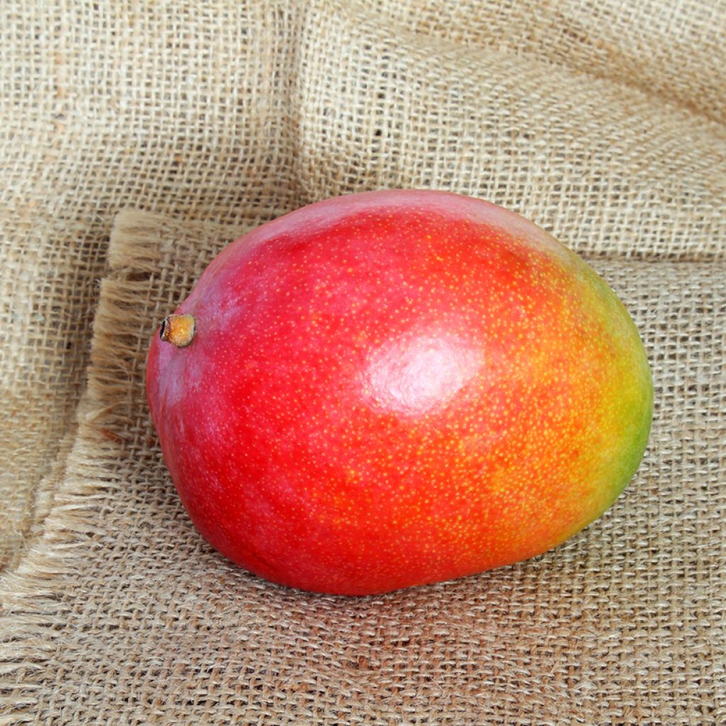 Manguier Kent - Mangifera indica