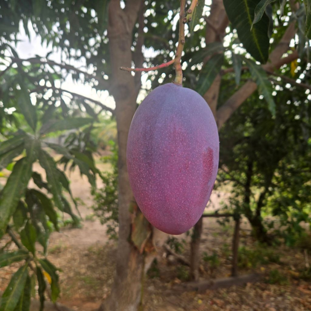 Manguier Palmer - Mangifera indica