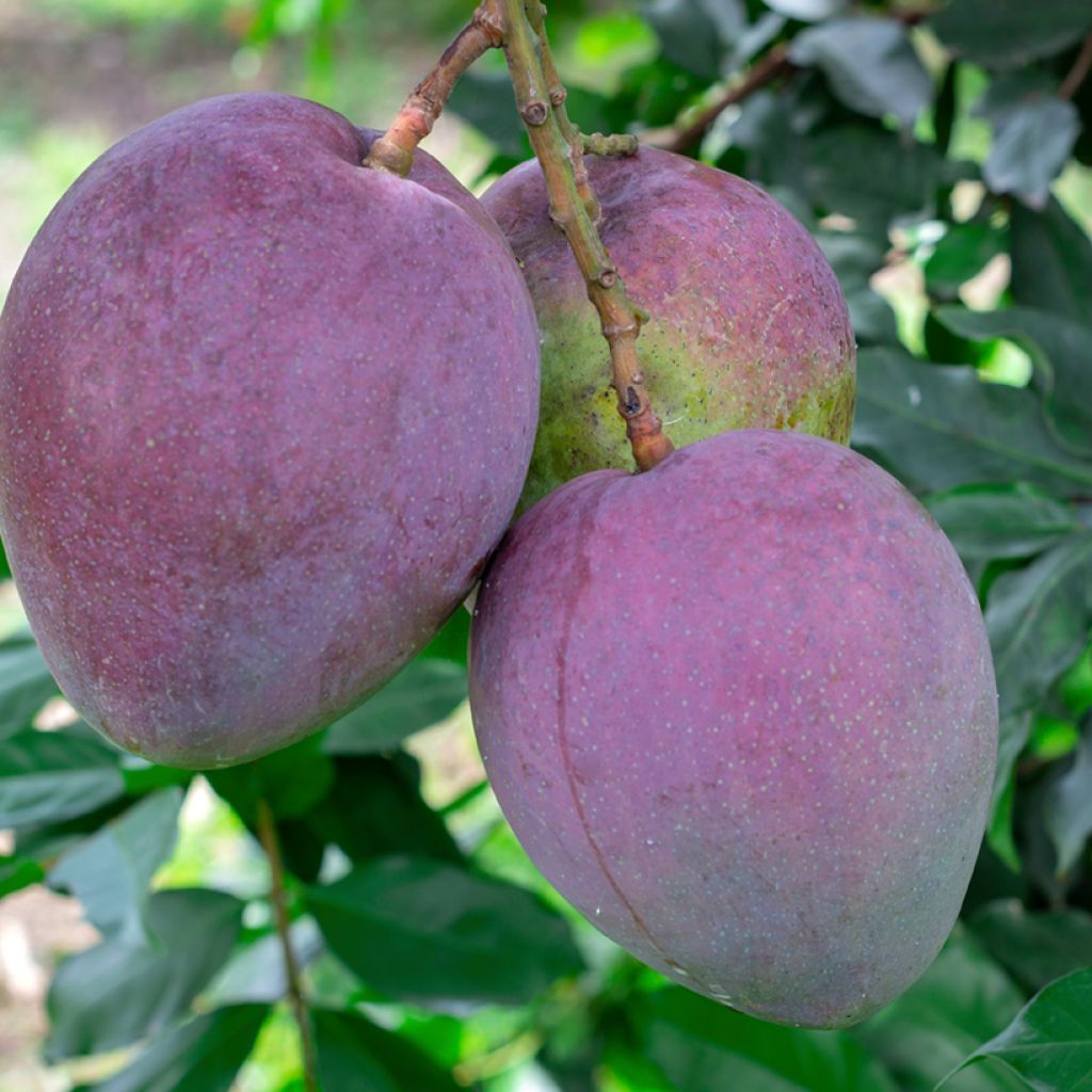 Manguier Tommy Atkins - Mangifera indica