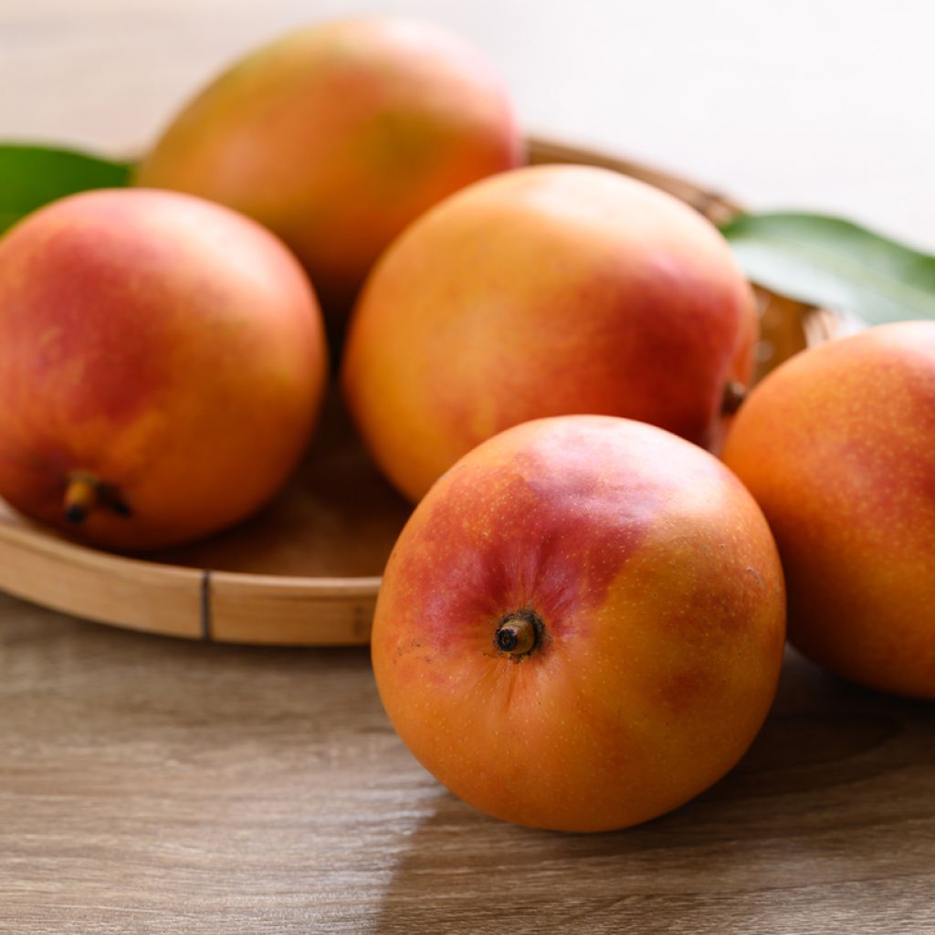 Manguier Tommy Atkins - Mangifera indica