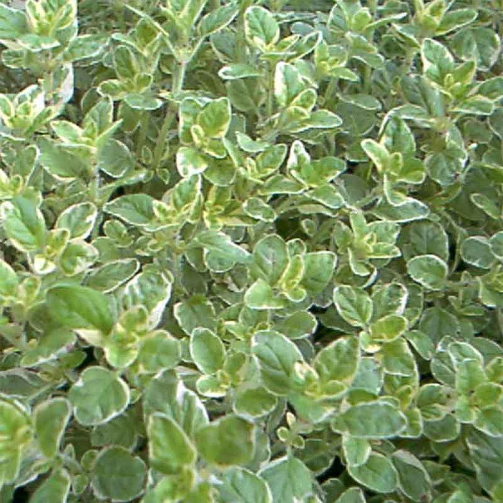 Marjolaine ourlée de crème (Origan) - Origanum vulgare - Origan panaché