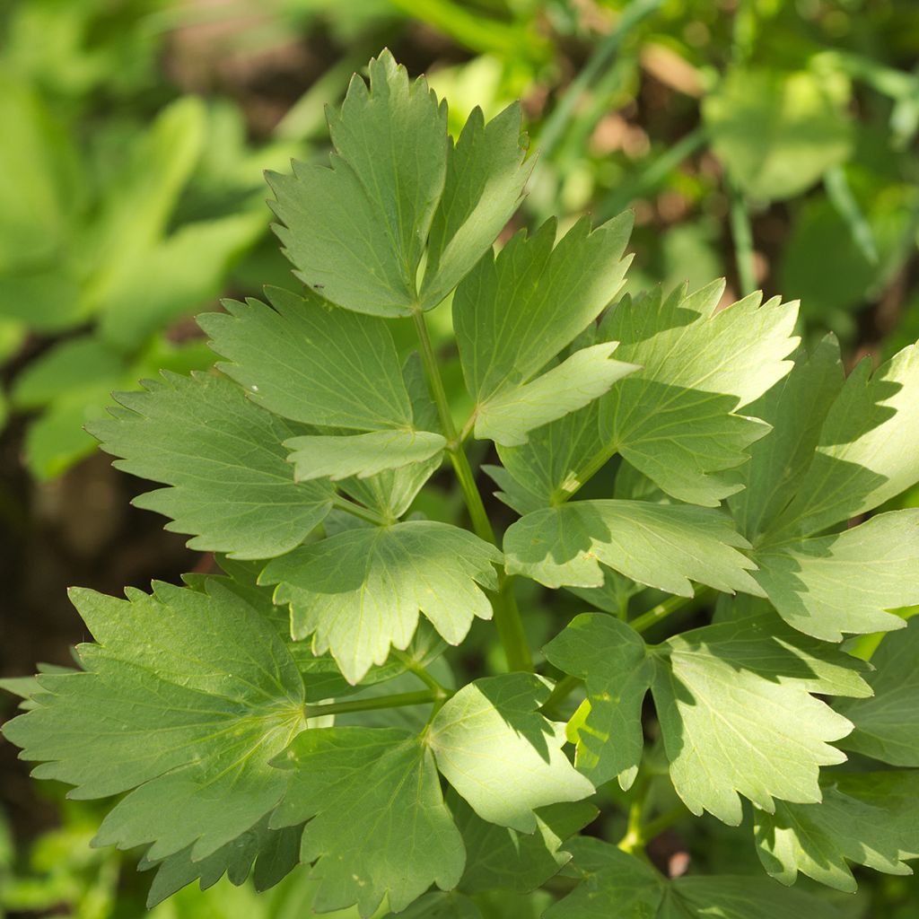 Mélisse citronnelle Citro Quick