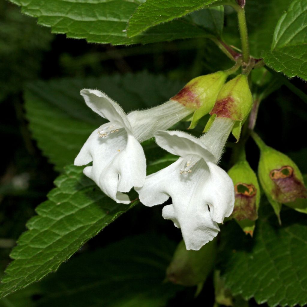 Mélitte, Melittis melissophyllum Alba