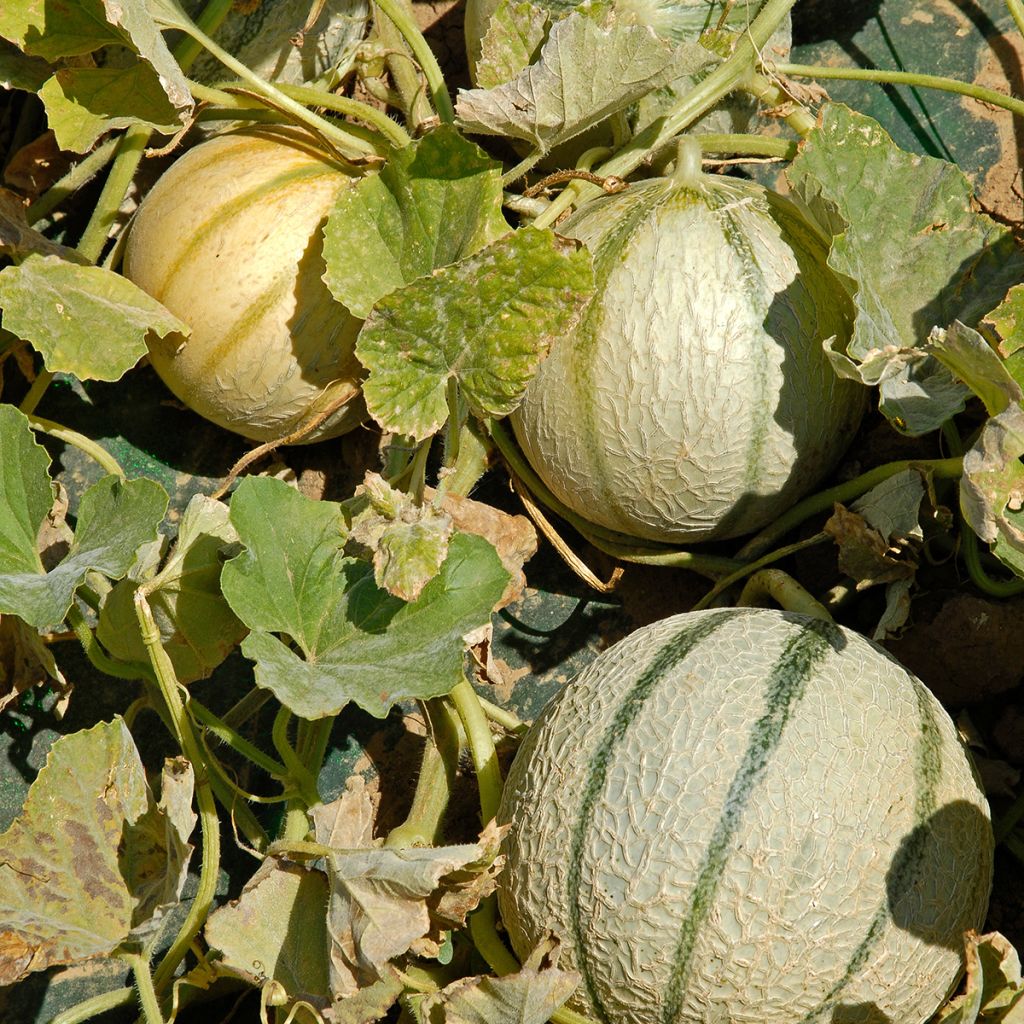 Melon Anasta F1 en plants