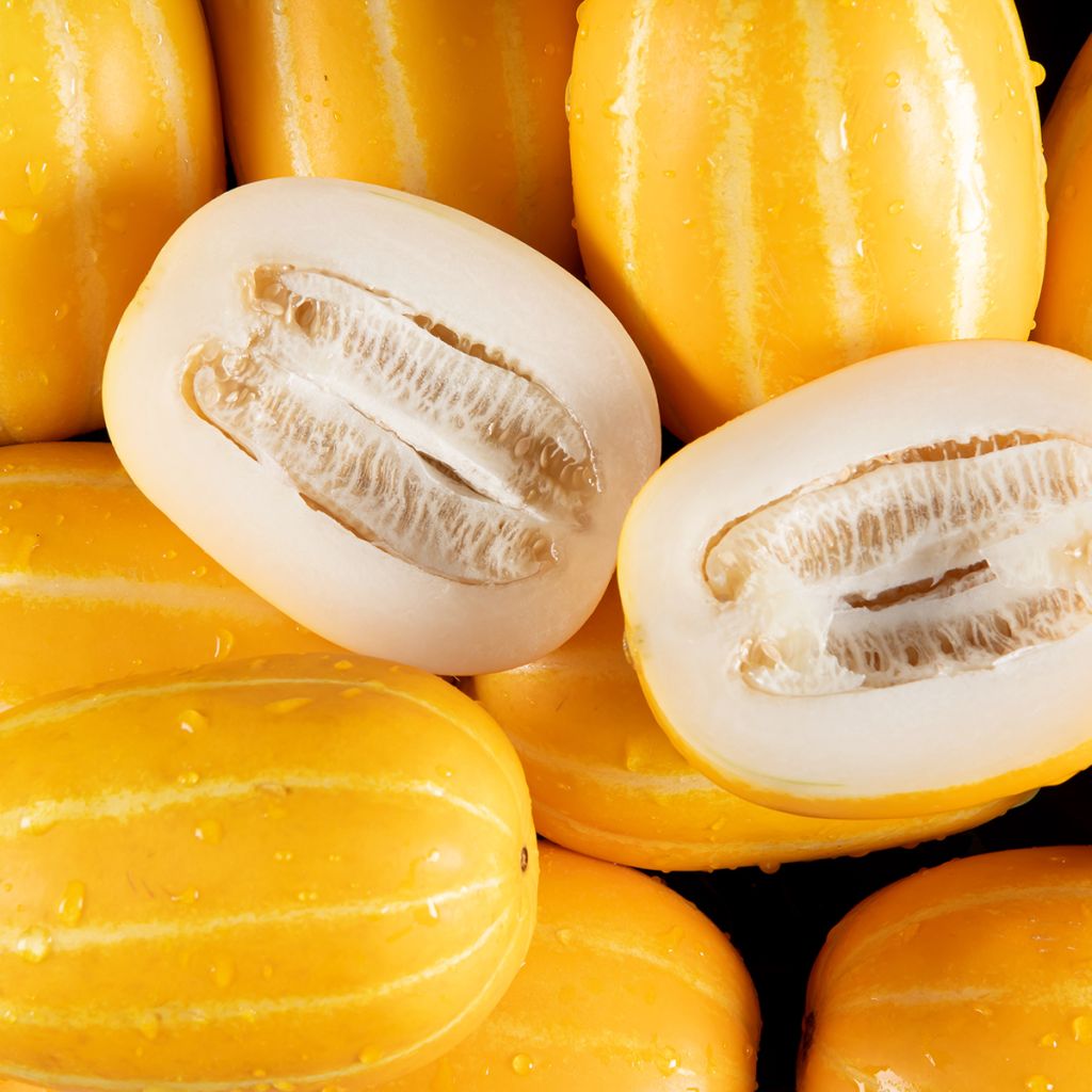 Melon Mango Bio - Ferme de Sainte Marthe