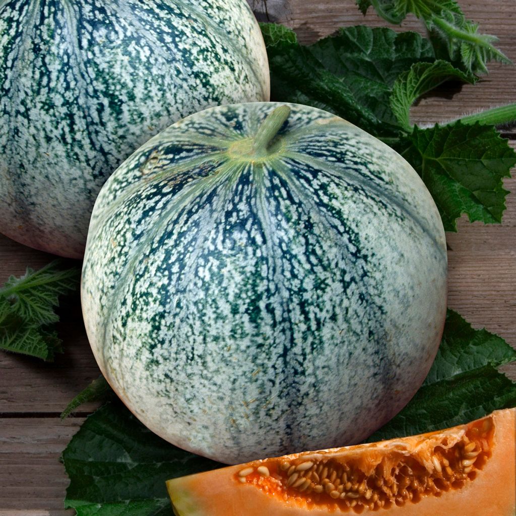 Melon Petit gris de Rennes