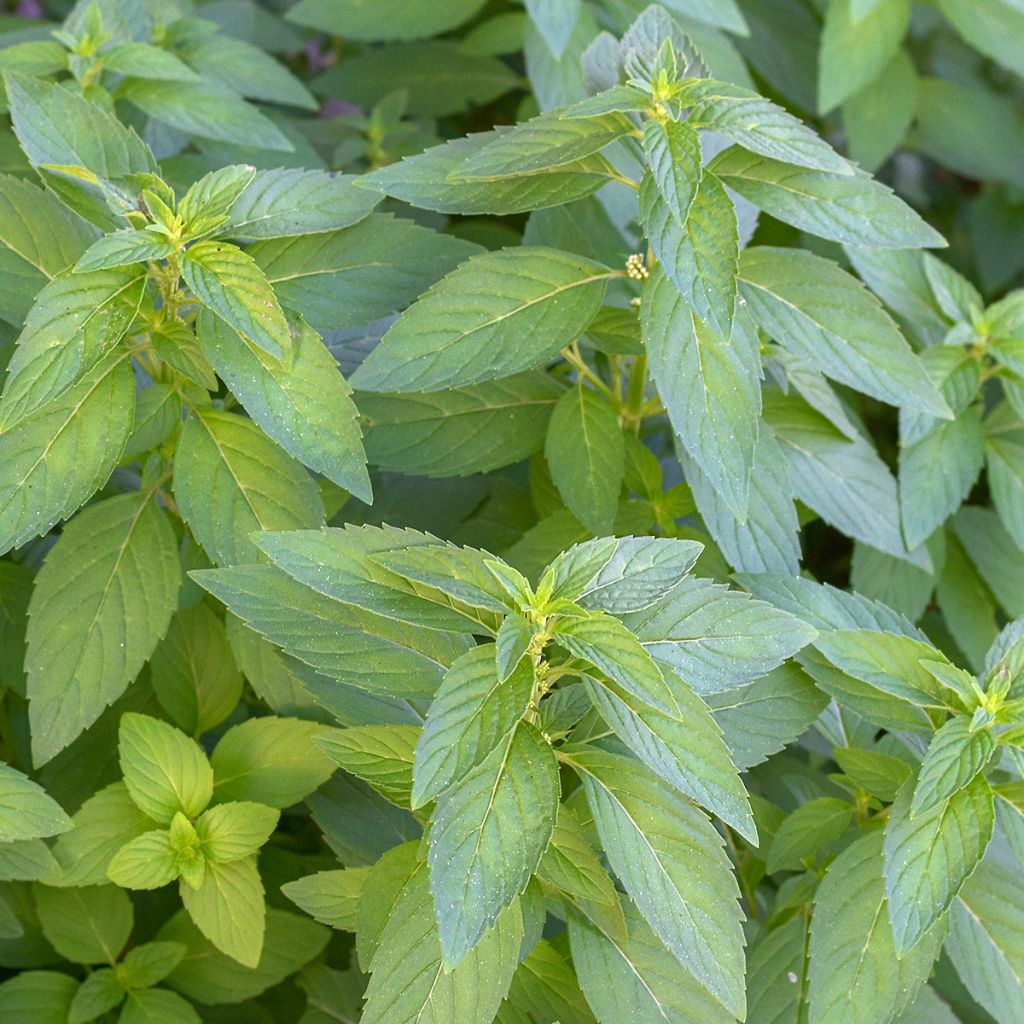 Menthe Thaï - Mentha arvensis