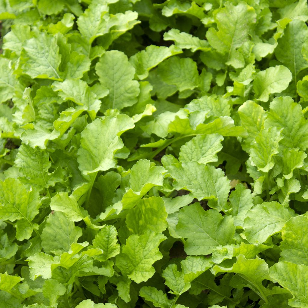 Mesophylla Namenia Bio