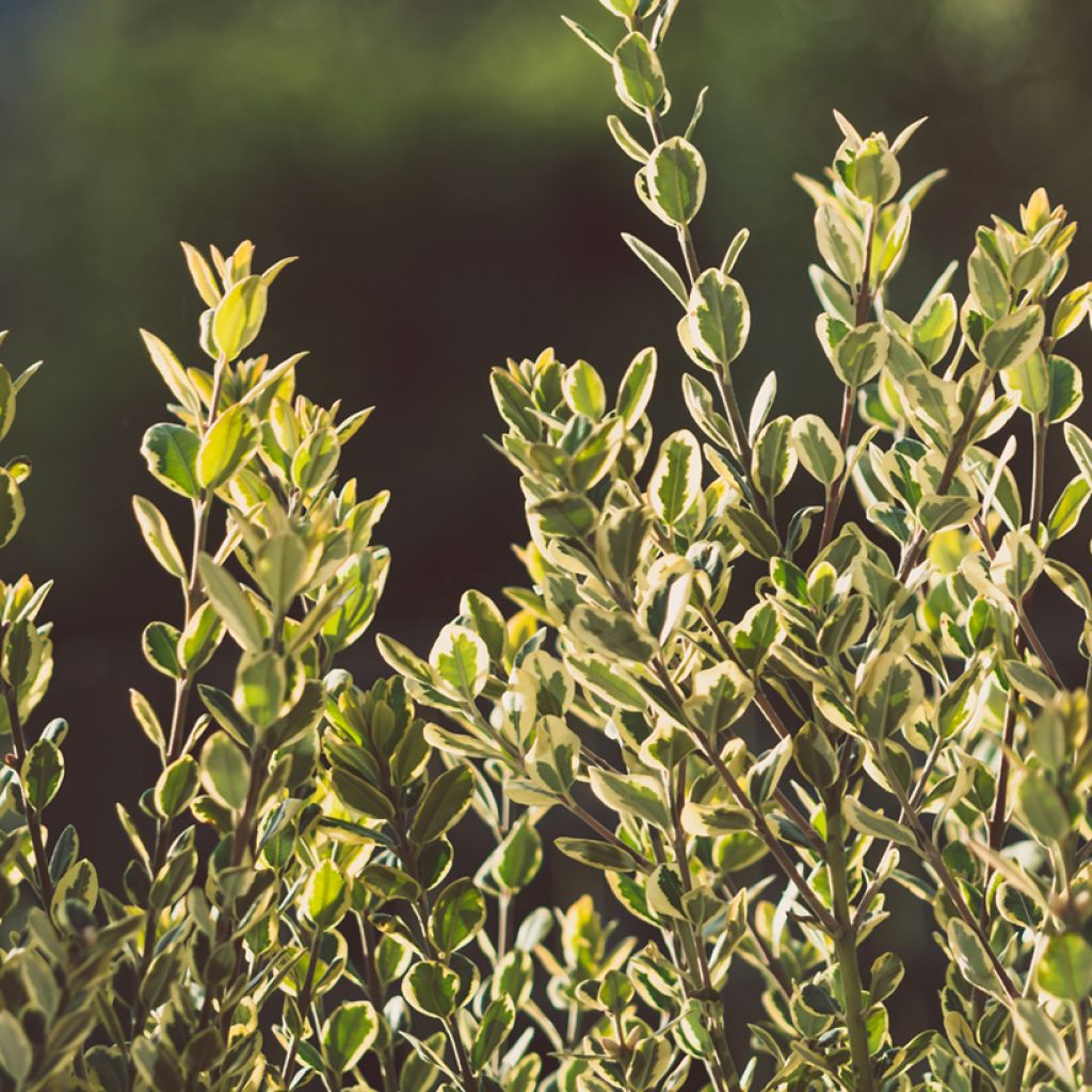 Metrosideros excelsa Aurea - Arbre de Noël de Nouvelle-Zélande