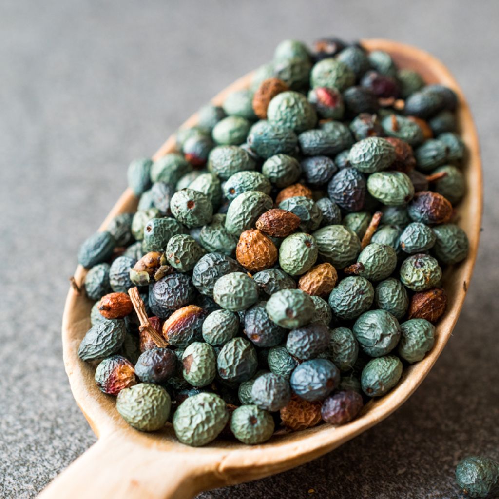 Celtis occidentalis - Micocoulier de Virginie