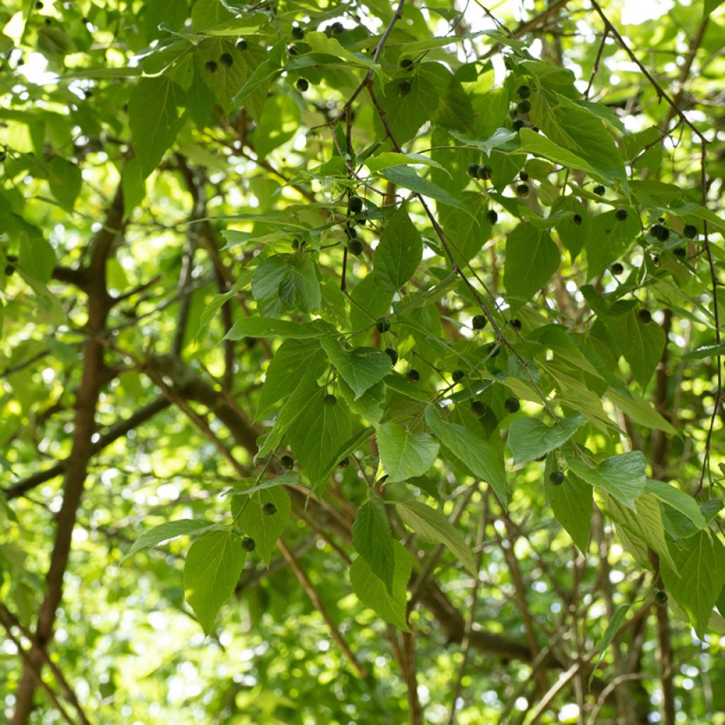Celtis occidentalis - Micocoulier de Virginie