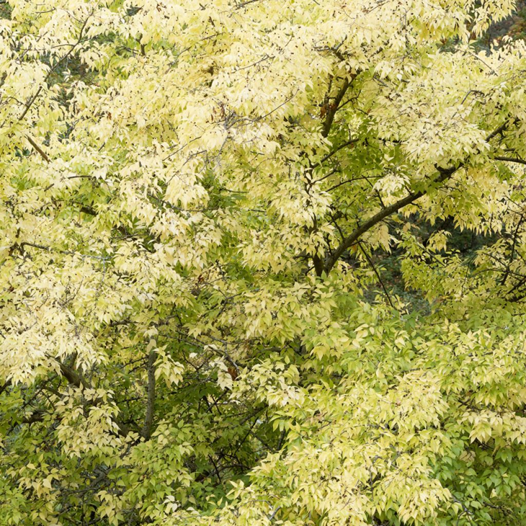 Celtis occidentalis - Micocoulier de Virginie