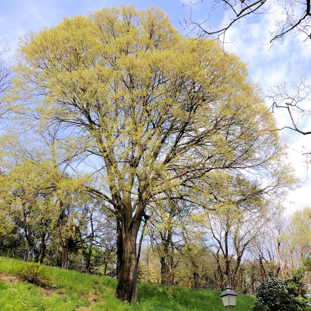 Celtis occidentalis - Micocoulier de Virginie
