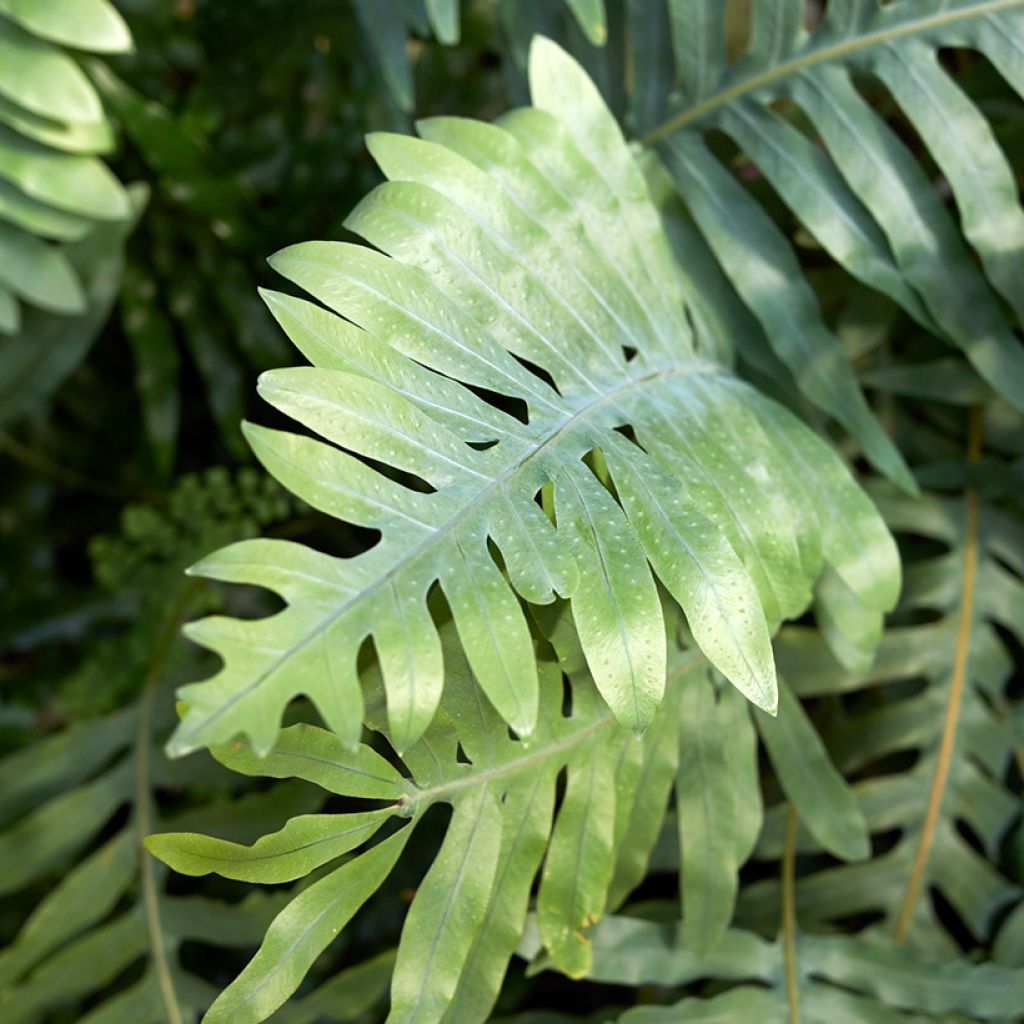 Microsorum diversifolium - Fougère patte de kangourou