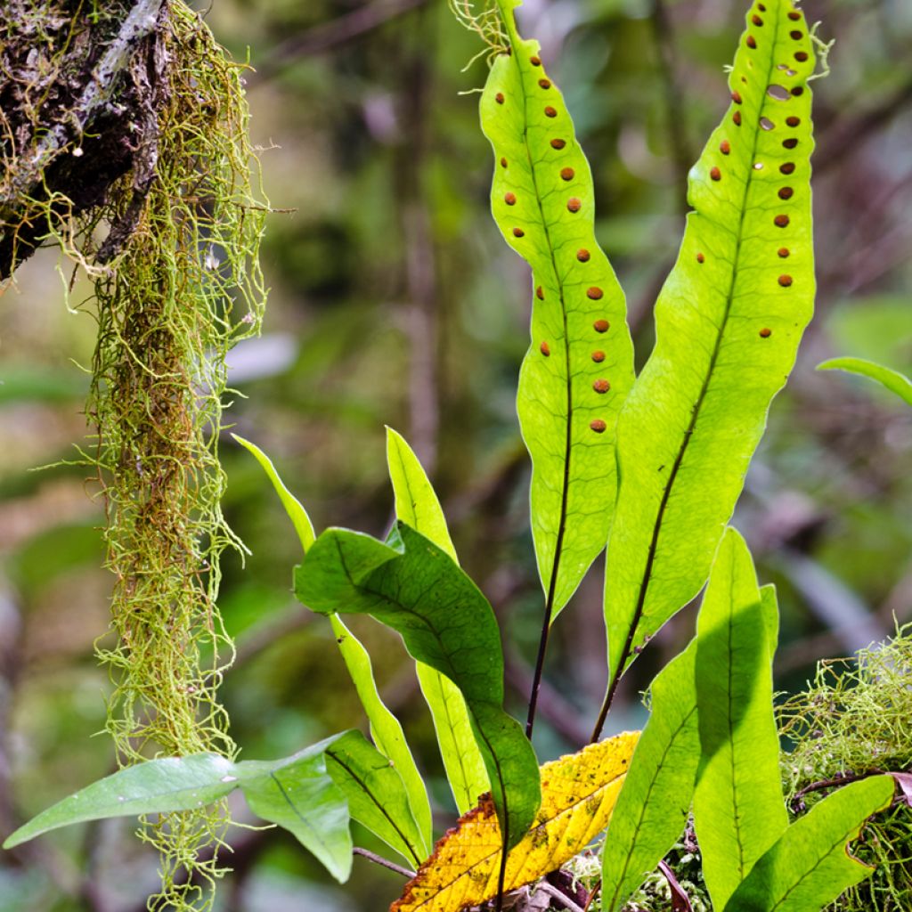 Microsorum diversifolium - Fougère patte de kangourou