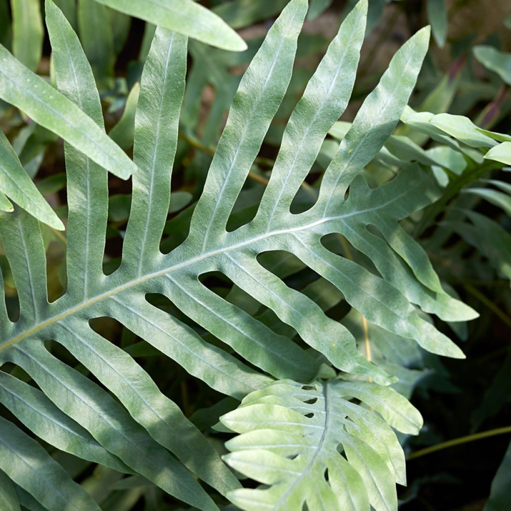 Microsorum diversifolium - Fougère patte de kangourou