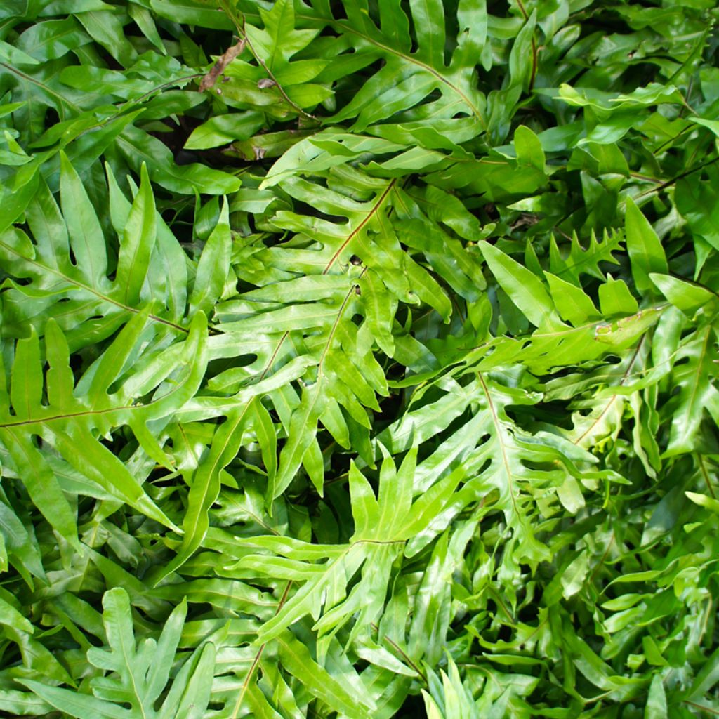 Microsorum diversifolium - Fougère patte de kangourou