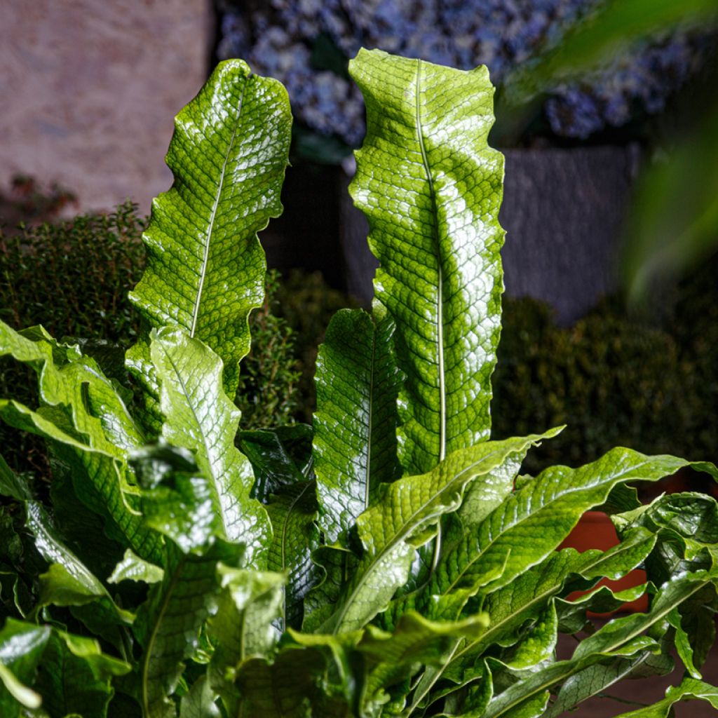 Microsorum musifolium Crocodyllus - Fougère crocodile