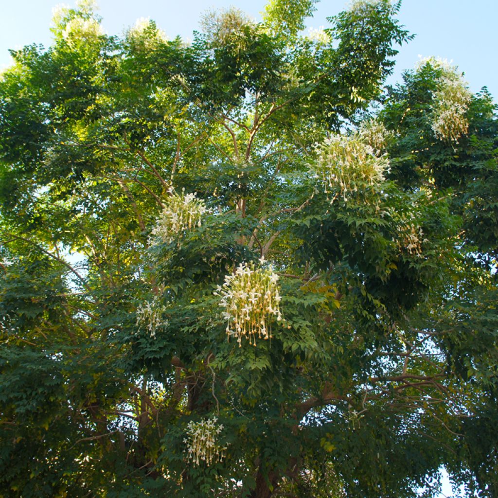 Millingtonia hortensis - Jasmin en arbre