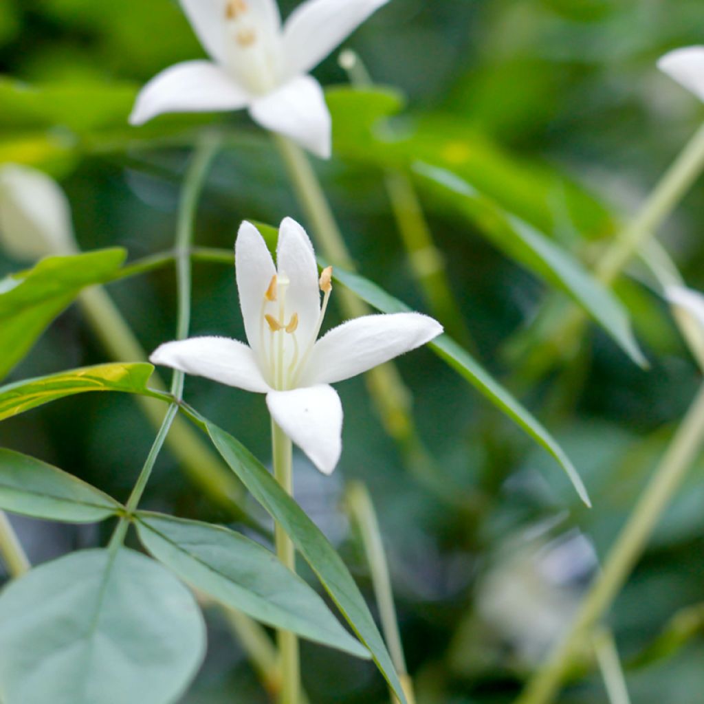 Millingtonia hortensis - Jasmin en arbre