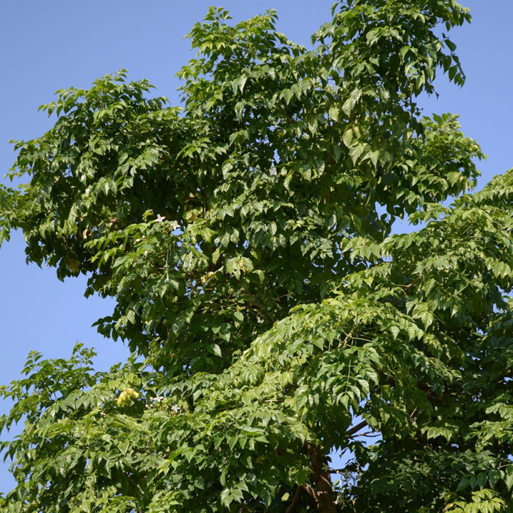 Millingtonia hortensis - Jasmin en arbre