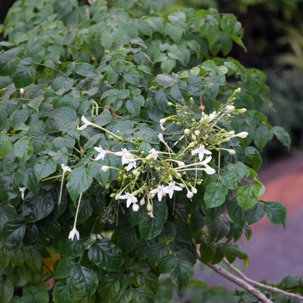 Millingtonia hortensis - Jasmin en arbre