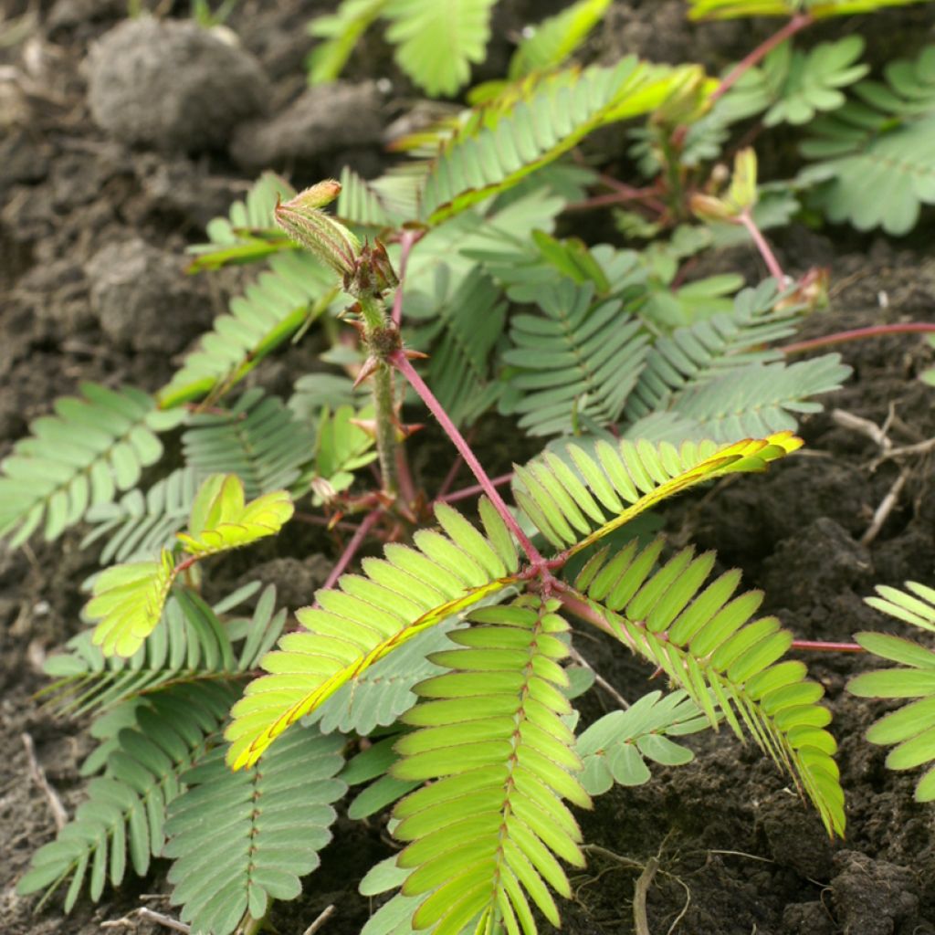 Graines de Mimosa pudica - Sensitive