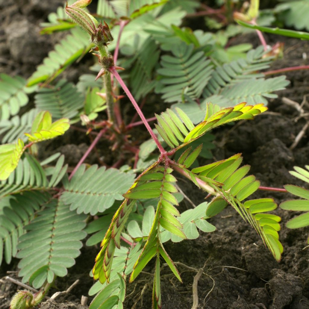 Graines de Mimosa pudica - Sensitive
