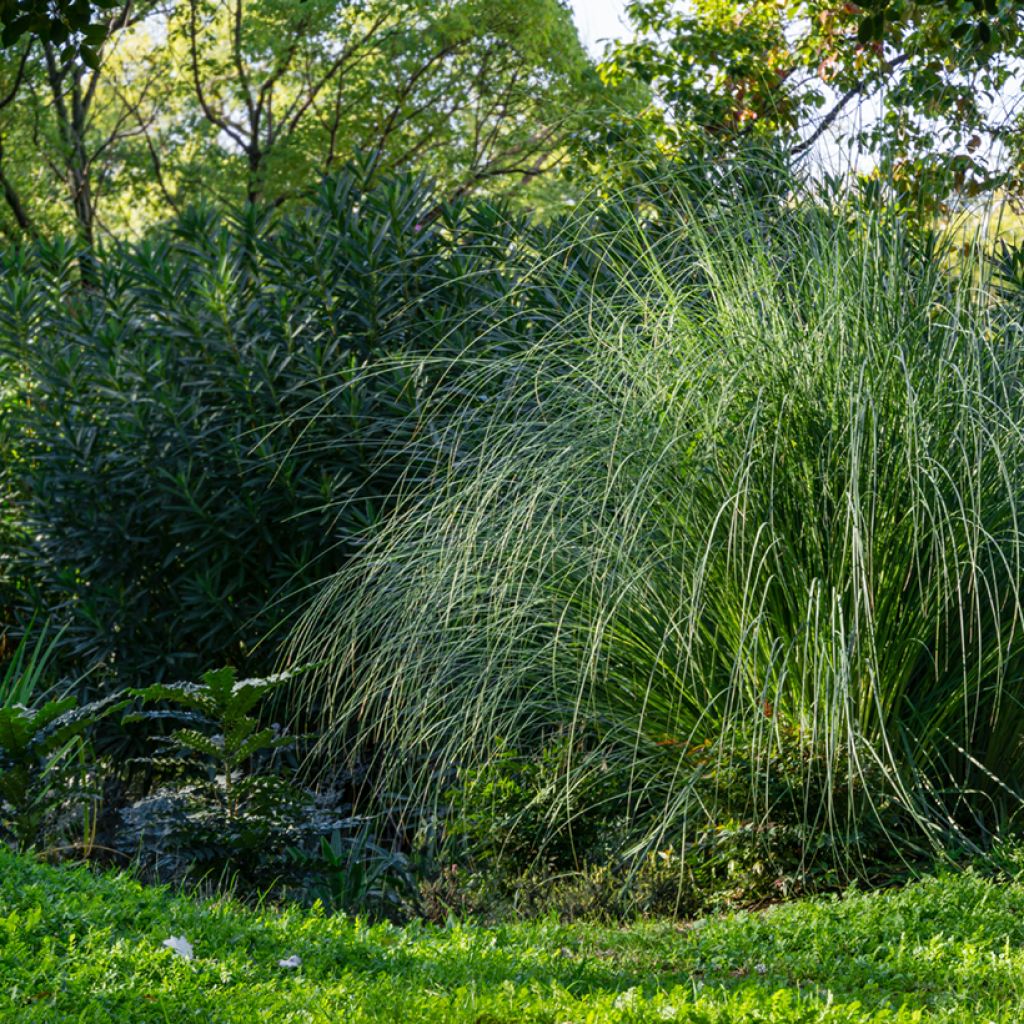 Miscanthus sinensis Gracillimus - Eulalie 