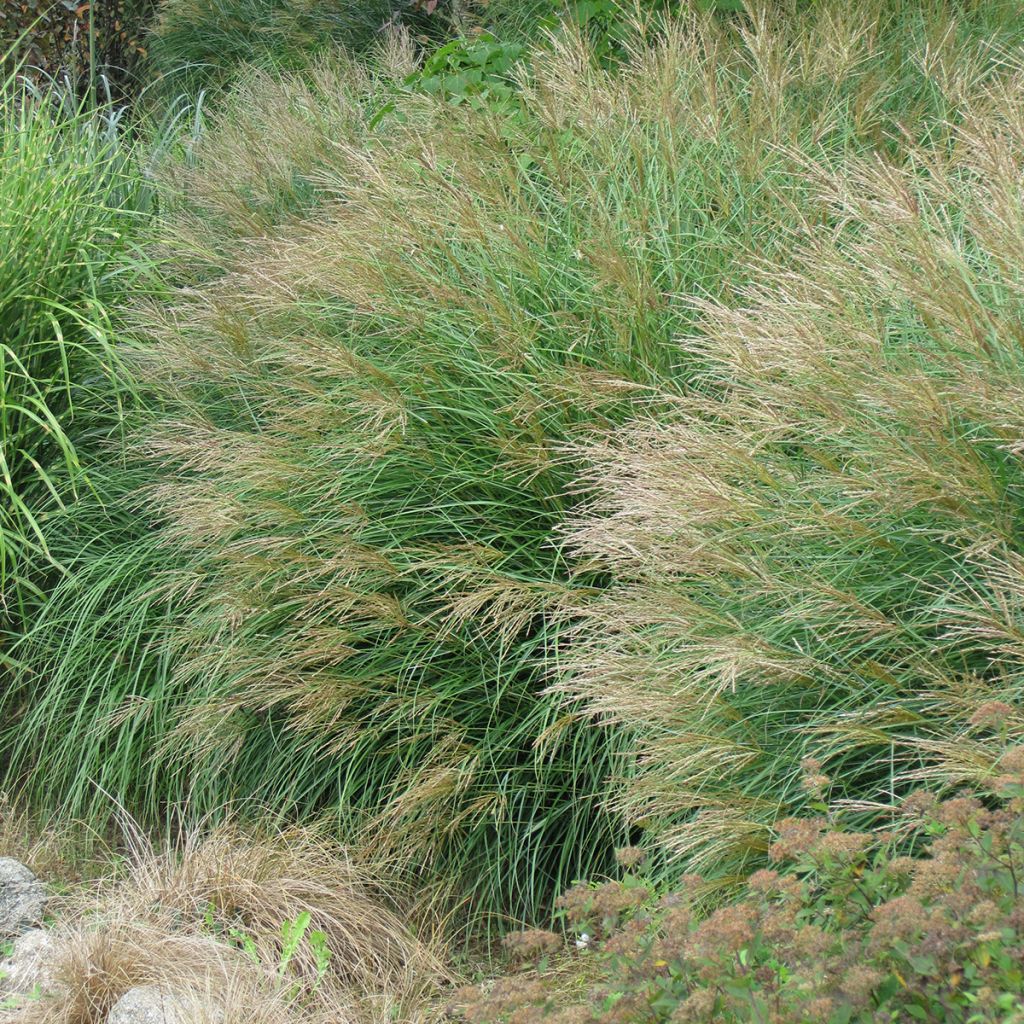Miscanthus sinensis Poseidon, Eulalie