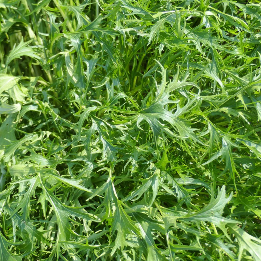 Mizuna, Chou salade japonais Mizuna early