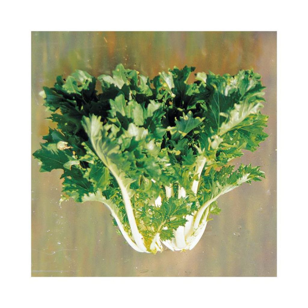 Mizuna Kyoto NT - Ferme de Sainte Marthe