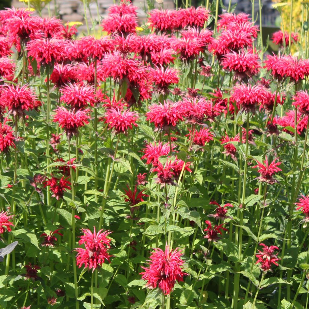 Monarda Gardenview Scarlet - Bergamote écarlate