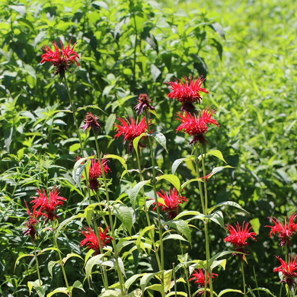 Monarde Jacob Cline - Bergamote rouge
