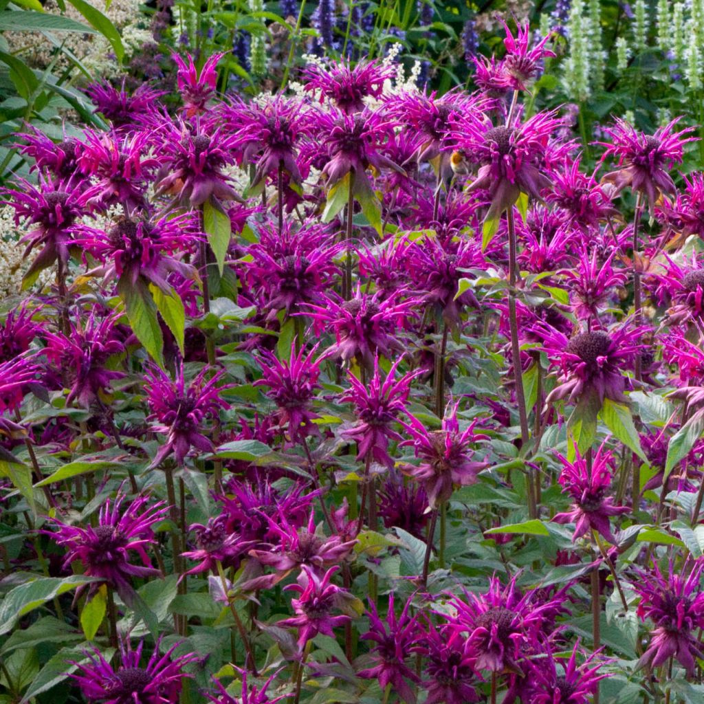 Monarde Scorpion - Bergamote lie-de-vin.