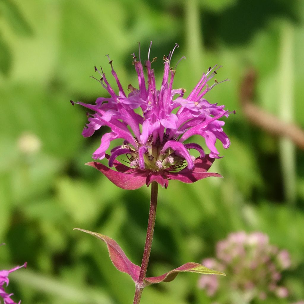 Monarde fistulosa menthifolia - Bergamote sauvage