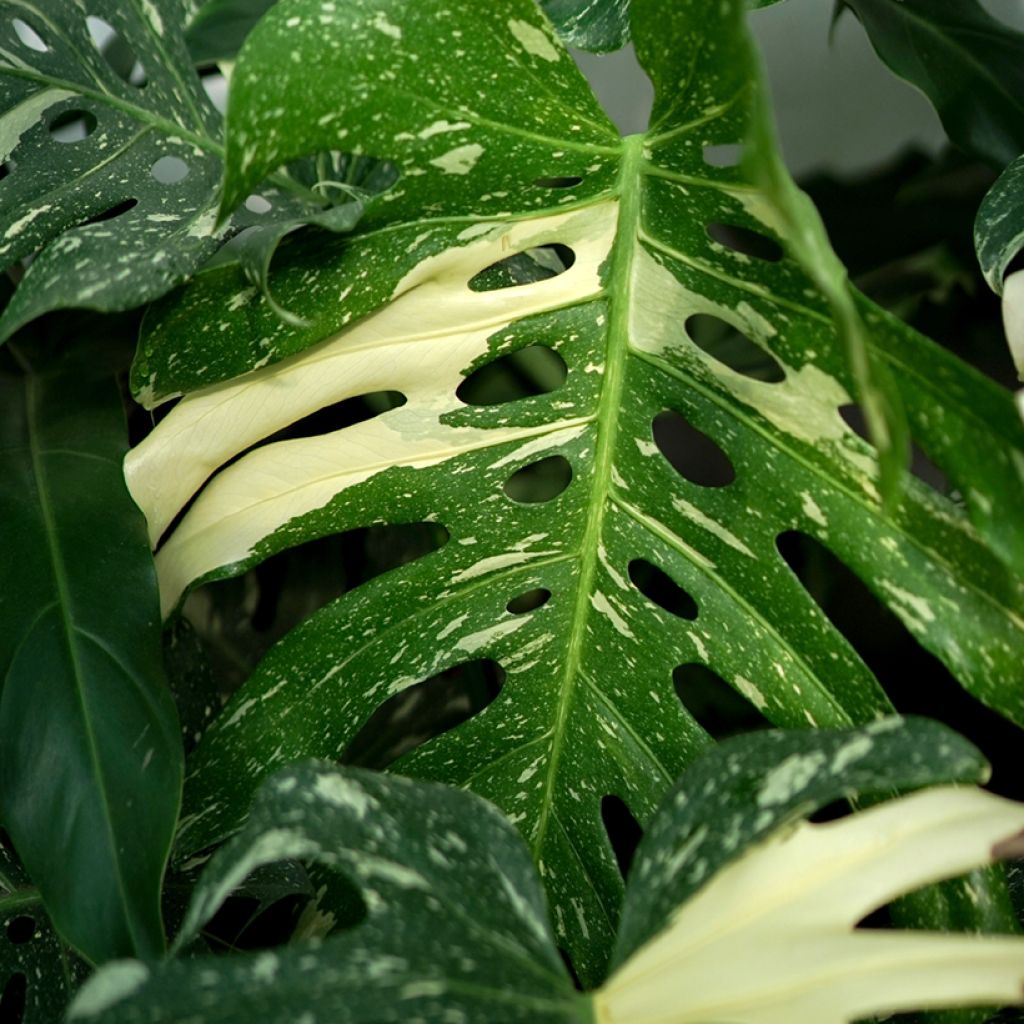 Monstera Thai Constellation