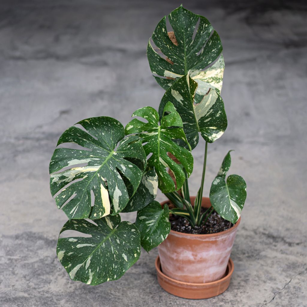 Monstera Thai Constellation