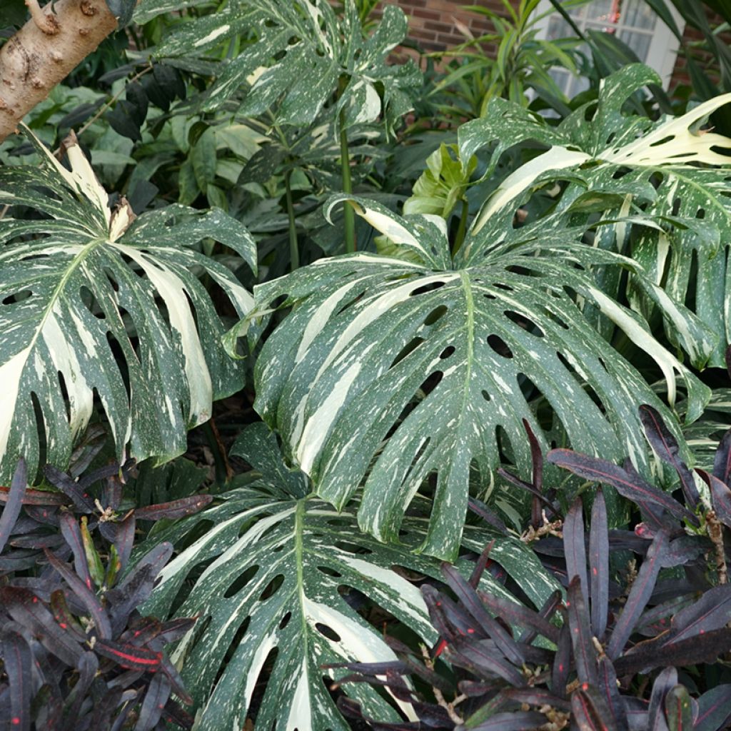 Monstera Thai Constellation