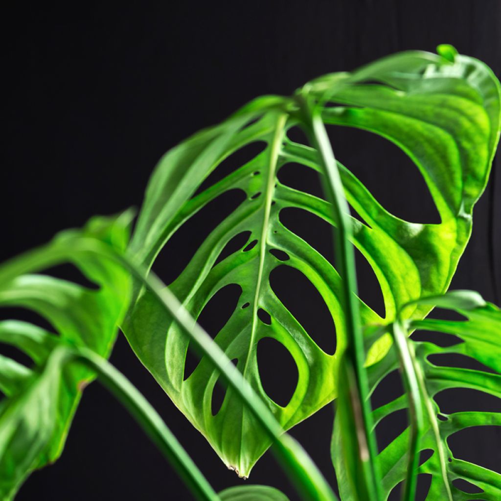 Monstera adansonii