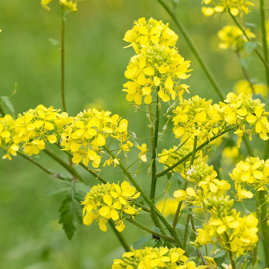 Moutarde blanche - Engrais vert 
