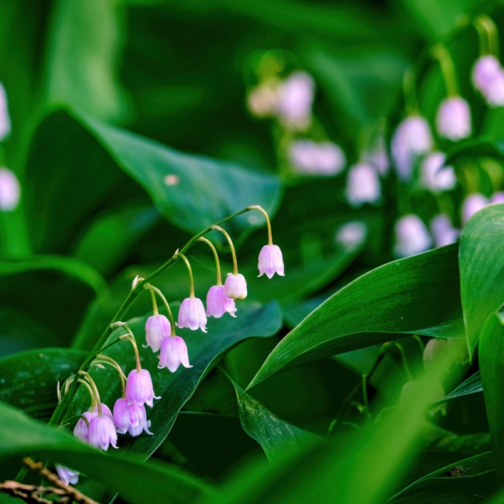 Muguet Rose - Convallaria majalis Rosea